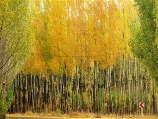 تصاویری خارق العاده از فصل زیبای پاییز