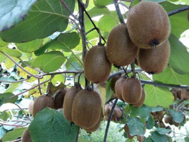 میوه های پاییزه در تالش