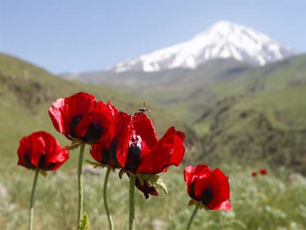 تشییع چهار کبوتر خونین بال در قهاوند