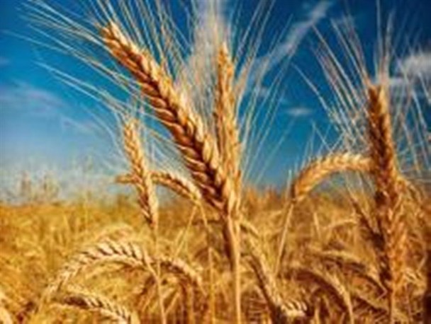پرداخت بیش از ۳۷۰ میلیارد تومان از مطالبات گندم‌ کاران تاکنون