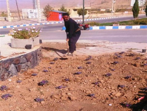 آغاز عملیات کاشت 3000 گل فصلی در سطح شهر اردل