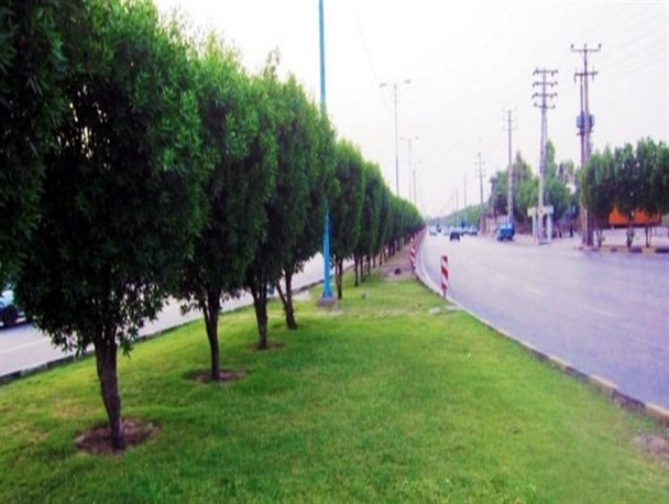 درختانی که قبل از اثبات جرم قصاص می‌شوند