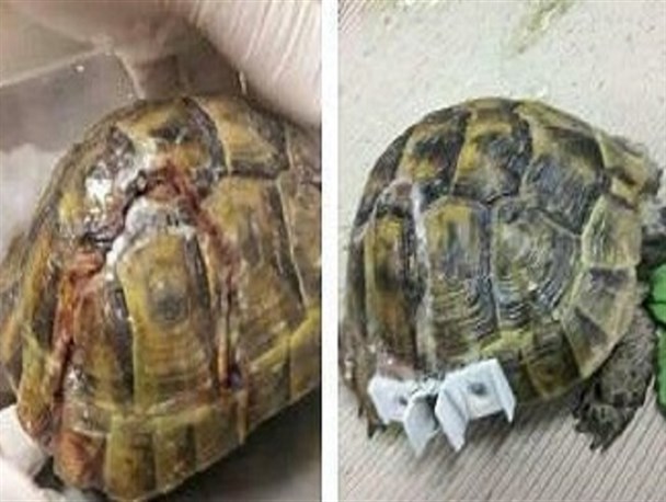 عمل جراحی یک لاک‌پشت در قزوین