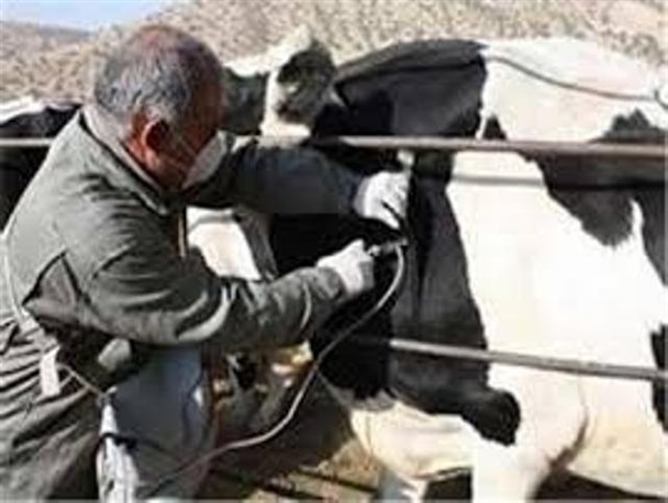 کاهش 50 درصدی پوشش واکسیناسیون دام سنگین در استان مرکزی
