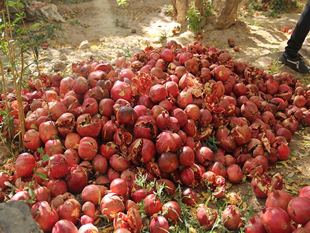 انار چینی در باغات تفت
