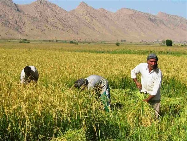 شالیزارهای زیبای برنج دیره گیلانغرب از کاشت تا برداشت