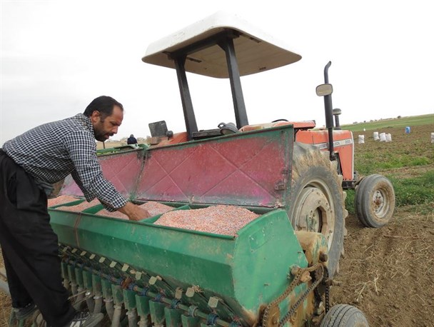کشت بیش ازهزار هکتار کلزا در راستای تغییر الگوی کشت در دهگلان/ 82 هزار هکتار اراضی دیم وآبی دهگلان زیر کشت محصول گندم