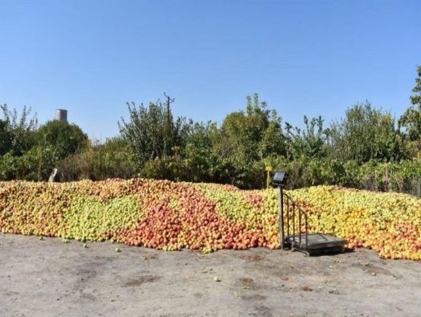 ناهماهنگی و نبود زیرساخت کافی؛ عامل انباشت سیب‌های صنعتی در کنار جاده‌ها/ حفظ ایمنی جاده و حقوق اجتماعی مورد توجه قرار گیرد