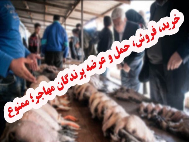خرید و فروش پرندگان مهاجر ممنوع است/عدم صدور پروانه شکار طی سال‌جاری