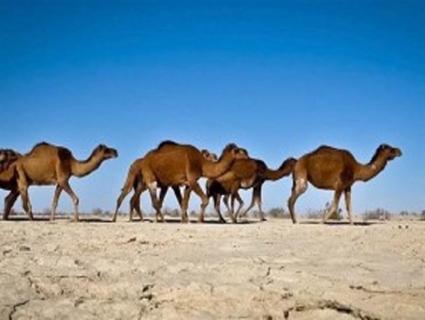سیستان در آستانه معضلی جدید!/شترها بلای جان پوشش گیاهی تالاب هامون شدند