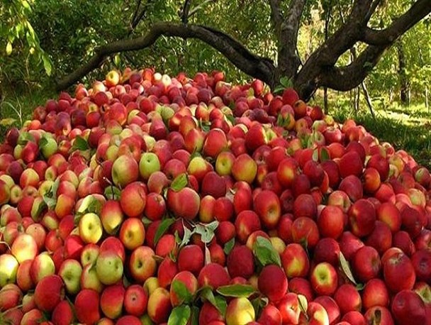 قطع دست دلالان از بازار سیب/ محصولات باغداران به صورت حمایتی و تضمینی خریداری می‌شود