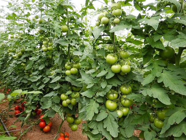 اعطای وام‌های ۵۰ میلیونی با هدف محرومیت‌زدایی در روستاهای البرز/ بازار مسکو برای خرید محصولات گلخانه‌ای البرز اعلام آمادگی کرد