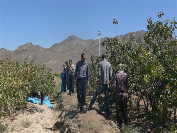 سود پسته های نی ریزی؛ سهم دلالان شد/ کشاورزانی که تاوان بی مهری مسئولان به اقتصاد داخلی را می دهند