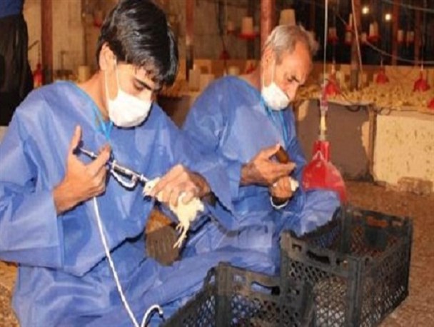 اجرای طرح آموزشی واکسیناسیون طیور روستایی در طرقبه شاندیز