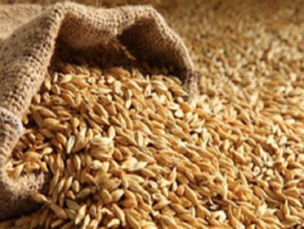 توزیع بیش از 470 تن جو یارانه ای در بین دامداران رشتخوار