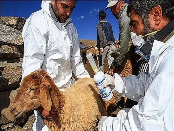 طرح واکسیناسیون تب برفکی در شهرستان سربیشه آغاز شد