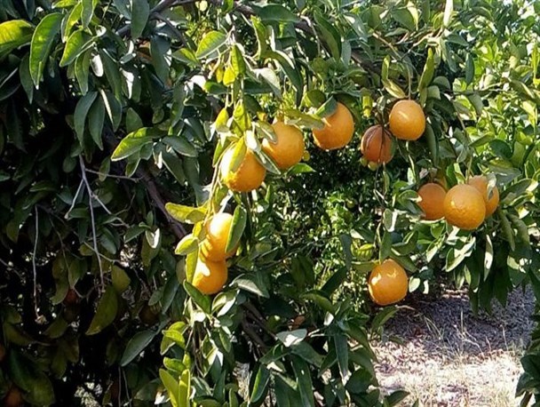 آغاز برداشت مرکبات از سطح باغات شهرستان خاش/ 500 تن محصول مرکبات خاش به بازار آمد