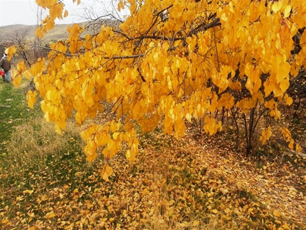 تصاویر رنگارنگ طبیعت پس از باران پاییزی ساوه