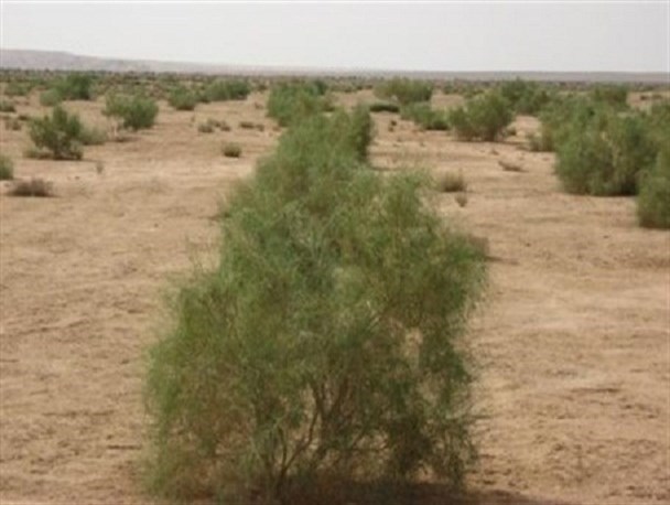 ضرورت توسعه طرح های بیابان زدایی در استان بوشهر