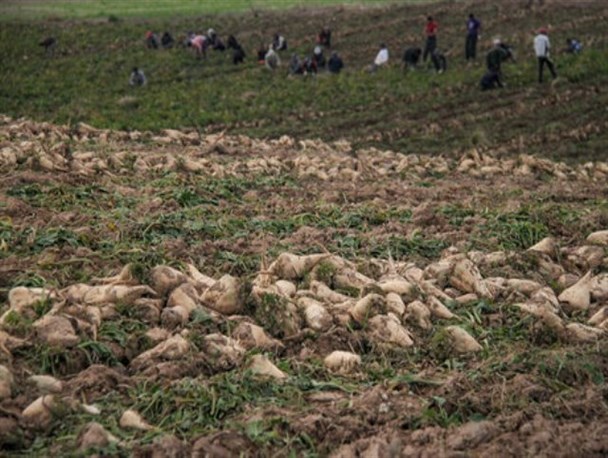 برداشت ۱۲ هزار تن چغندر قند از مزارع اردل