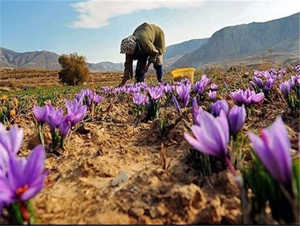 اشتغالزایی با کشت طلای سرخ در سیستان وبلوچستان/ برداشت بیش از ۵۳ کیلوگرم زعفران از مزارع سیستان وبلوچستان