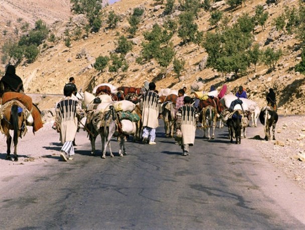 دام های عشایر کوچ رو در ایلام مایه کوبی می شوند