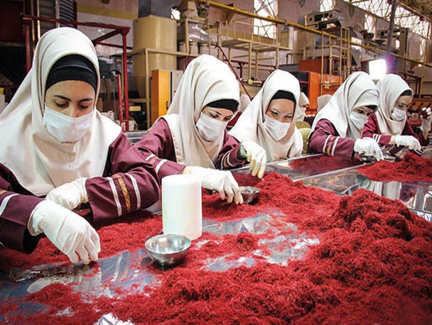 جولان دلالان زیر نگاه حسرت بار زعفران‌کاران خراسان رضوی