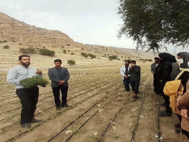 بازدید آموزشی کارشناسان و کشاورزان استان ایلام از مزارع گیاهان دارویی لنده+تصاویر
