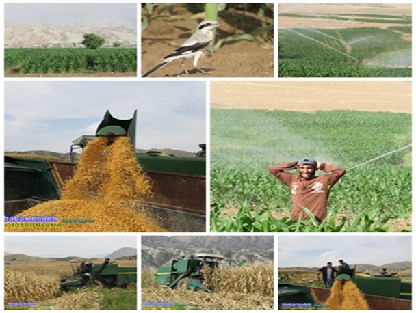 برداشت ذرت دانه ای در دشت آبلش لنده + تصاویر