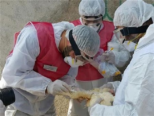 نتایج آزمایشگاهی بیش از 24 هزار آزمایش آنفلوانزای فوق حاد پرندگان را نشان نمی دهد