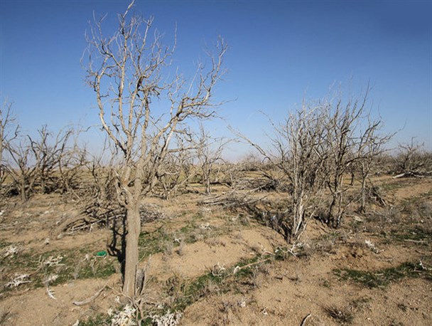 خشکسالی در چهارمحال و بختیاری/ مرگ باغات روستای رستم آباد شهرستان اردل!
