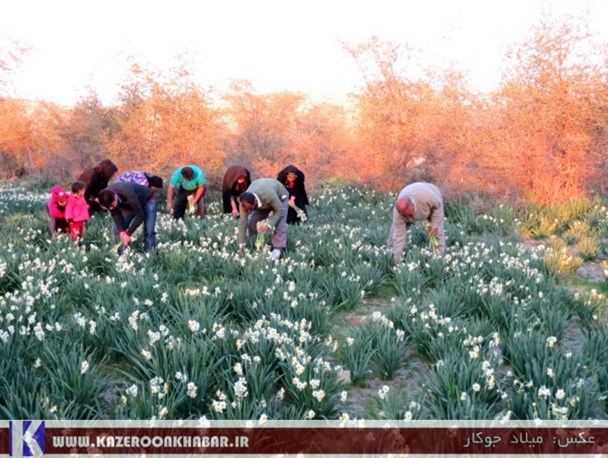 جشنواره گل نرگس در کازرون برگزار می شود