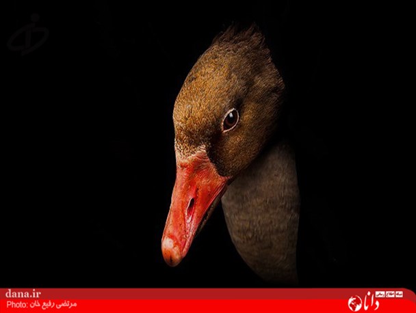 گزارش تصویری/بازار محلی هفتگی