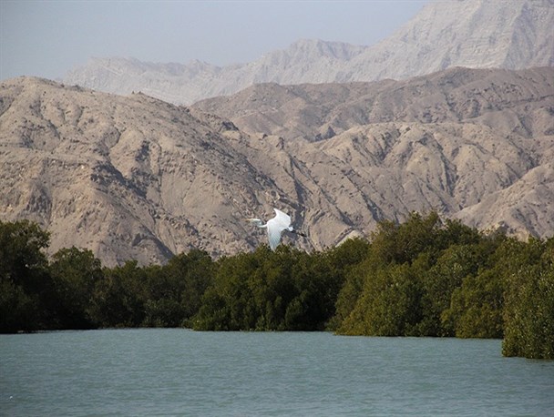 جنگل های حرا بندر خمیر بزرگترین زیستگاه پرندگان نادر جهان+تصاویر