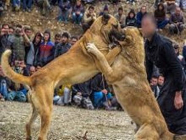 دیدگاه جامعه شناسی و اسلام به موضوع حیوان آزاری/ ترویج خشونت یکی از پیامدهای جنگ سگ ها است