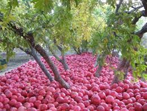 تفت فاقد صنایع فراوری انار / خسارت میلیاردی مگس مدیترانه ای، رئیس ستاد بحران کشور را به تفت کشاند
