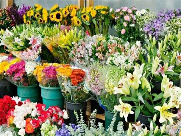 تولید بیش از 17 میلیون و 400هزار شاخه گل زینتی در استان یزد/ کمبود آب؛ سطح زیر کشت را کاهش داده است