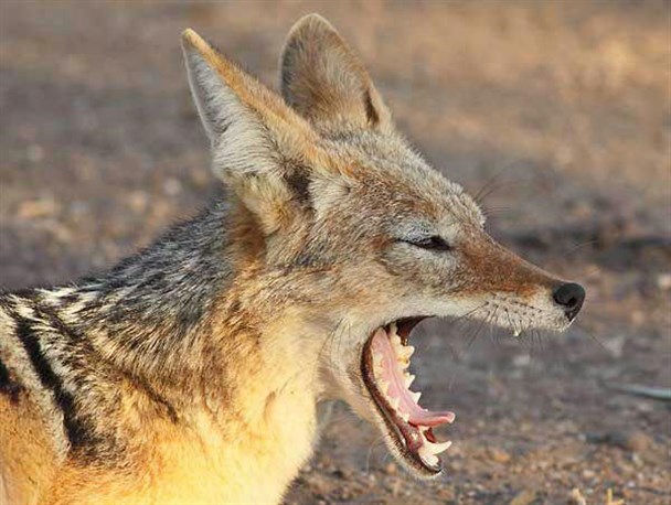 زنده گیری و رهاسازی شغال از یک منزل مسکونی در جلفا