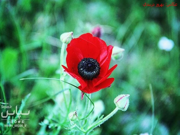 طبیعت زیبای کوه منددشتی باگلهای شقایق