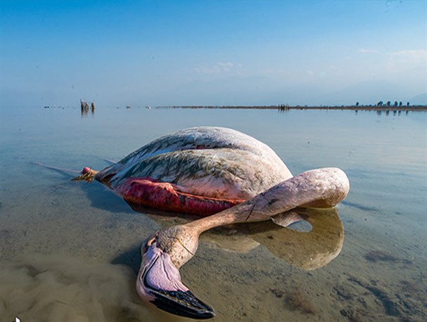 میانکاله در محاصره مرگ مرموز پرندگان مهاجر/ شکار تا اطلاع ثانوی ممنوع شد