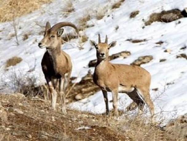 کاهش ۴۰ درصدی وحوش خانگرمز واقعیت دارد؟/ نابودی نزدیک به ۱۰۰ رأس از کل و بز یک منطقه حفاظت شده تأیید می شود؟