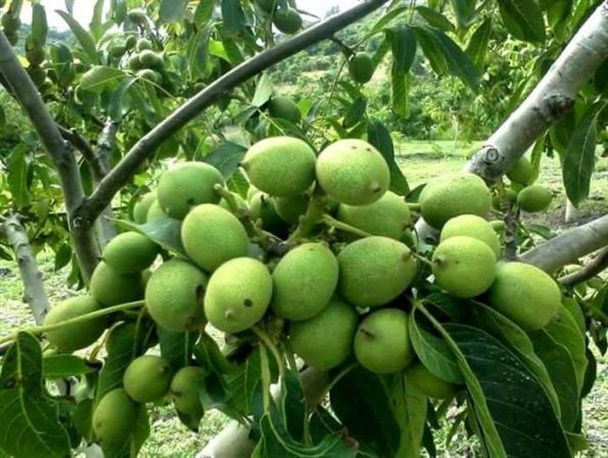 پیوندزنی درختان گردو، راهی برای جوان شدن و ثمردهی بیشتر درختان