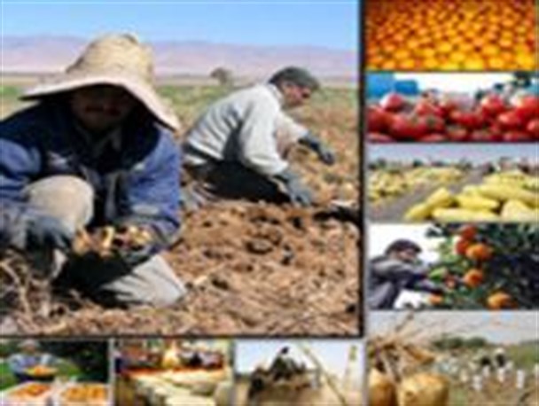 چهار کشاورز برتر اردبیلی تجلیل می شوند