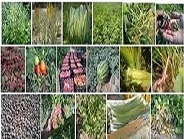 محصولات کشاورزی استان اردبیل سالم ترین محصولات جهان