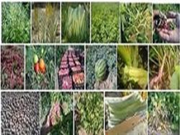 محصولات کشاورزی اردبیل سالم ترین محصولات جهان