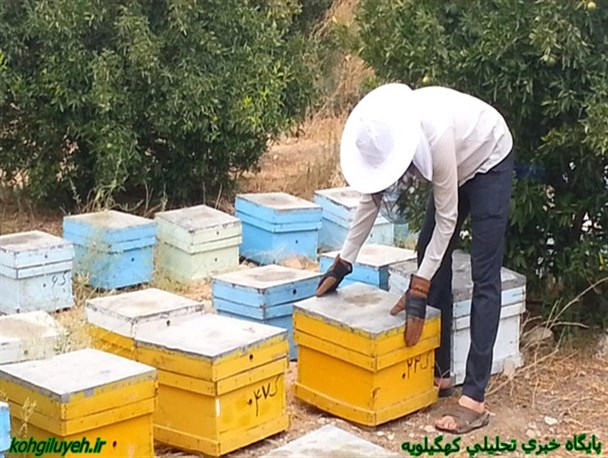 راه اندازی یک واحد زنبورداری در دهدشت با تسهیلات اقتصاد مقاومتی