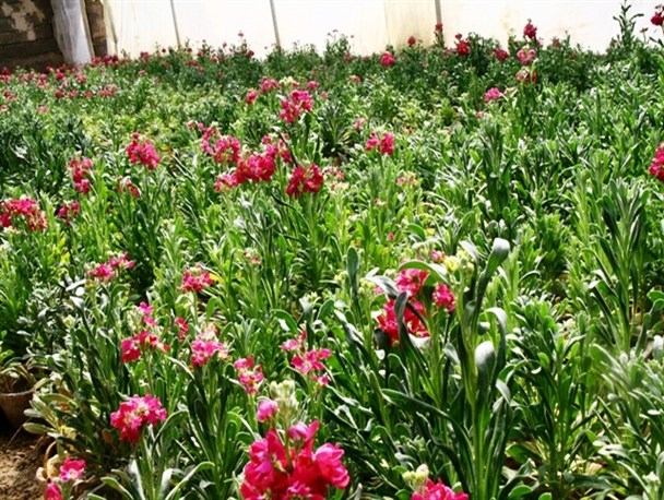 کاشت35هزار بوته گل در طرح استقبال از بهاردرقاین