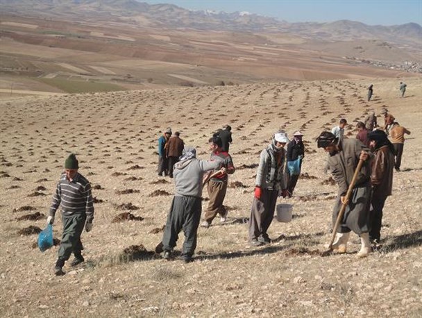 200 هزار اصله نهال در کردستان غرس می شود/ پارک 5 هکتاری بلبان آباد نهالکاری می شود
