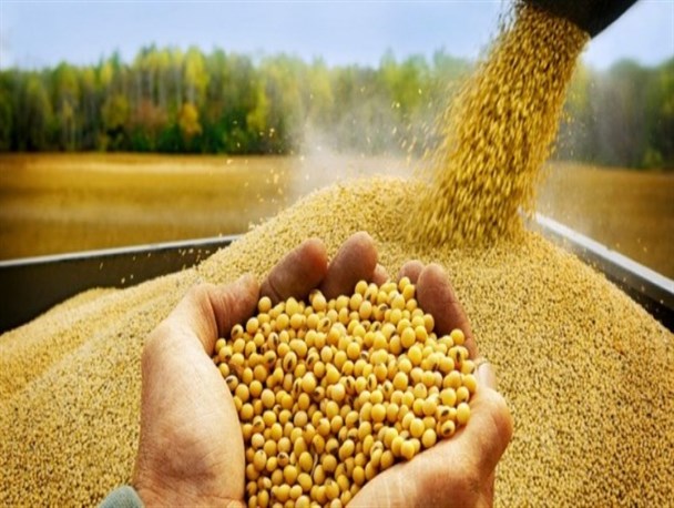 بانویی که با صلاح و تولید بذر اقتصاد مقاومتی را معنایی تازه بخشید