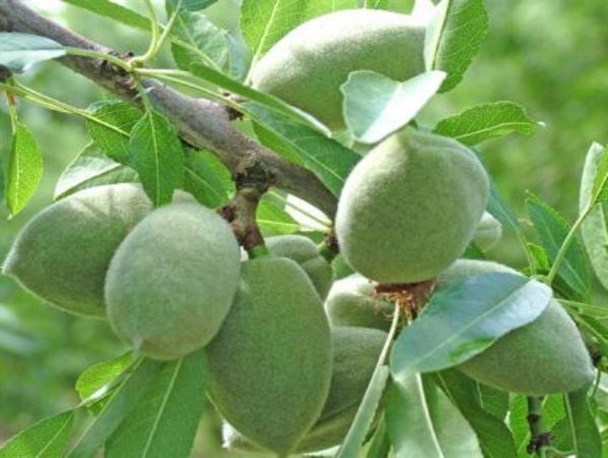 ۷۵ درصد ارزش صادرات چهارمحال و بختیاری به بادام اختصاص دارد/ضرورت نگاه جدی دولت به باغداری در بام ایران